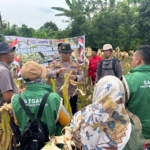 Dukung Swasembada Pangan Tahun 2026, Polsek Rupat Bersama Kelompok Tani Panen Jagung Kuartal 2