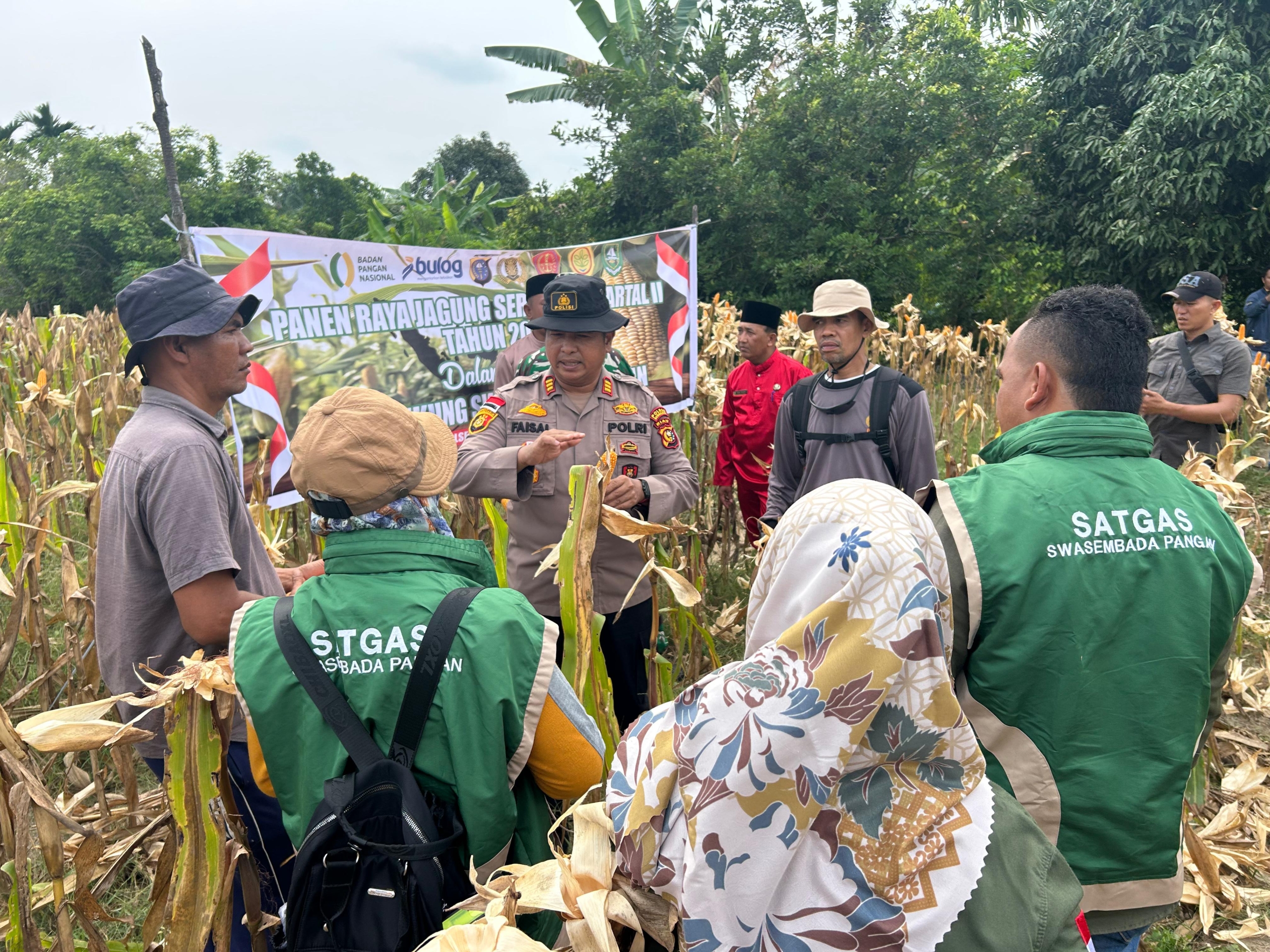 Dukung Swasembada Pangan Tahun 2026, Polsek Rupat Bersama Kelompok Tani Panen Jagung Kuartal 2
