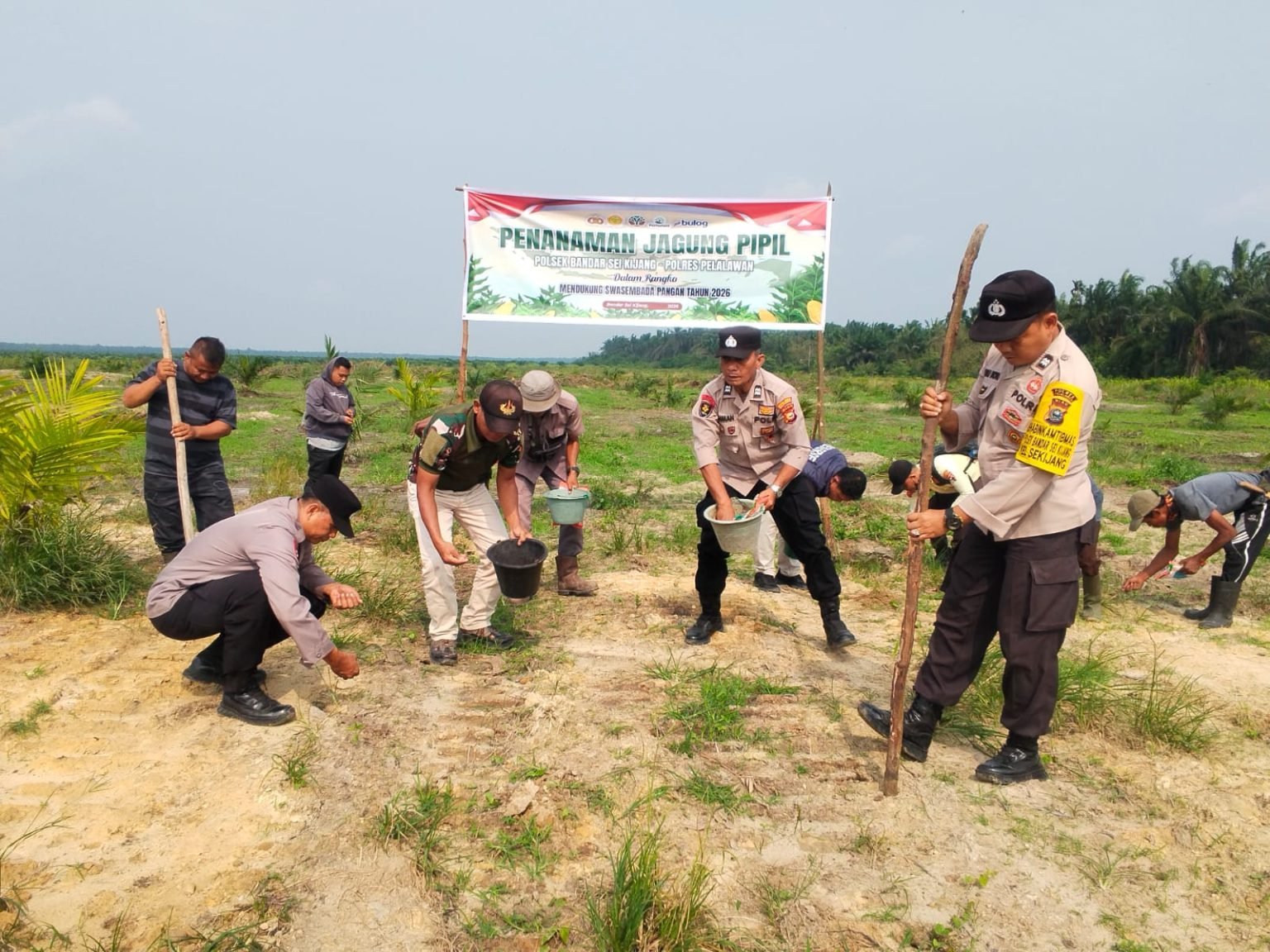 Polsek Bandar Sei Kijang Dukung Ketahanan Pangan, Tanam Jagung Pipil Tahap II di Lahan PT. CDS Seluas 1 Hektar