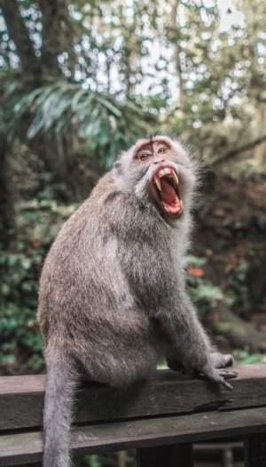 Tembilahan Digegerkan Monyet Liar Yang Menyerang Warga, Belasan Korban Mengalami Luka Robek